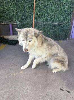 61572045 -  Siberian Husky and Mixed Breed Dog for Adoption in El Paso, Texas - 61572045 | PetCurious