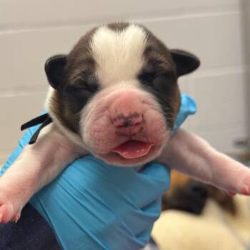 Mixed Breed Dogs Available for Adoption in West Palm Beach, Florida - Cosmo | PetCurious