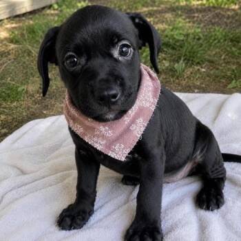 Noir -  Mixed Breed Dog for Adoption in Buffalo, Minnesota - Noir | PetCurious