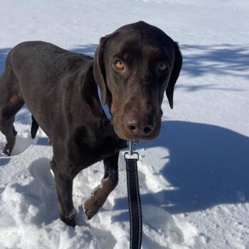 Chocolate Labrador Retriever and Doberman Pinscher Dogs Available for Adoption - Nella | PetCurious