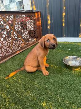 Brianna -  Shepherd and Hound Dog for Adoption in Phoenix, Arizona - Brianna | PetCurious