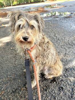 MARTIN -  Terrier Dog for Adoption in Margate, Florida - MARTIN | PetCurious