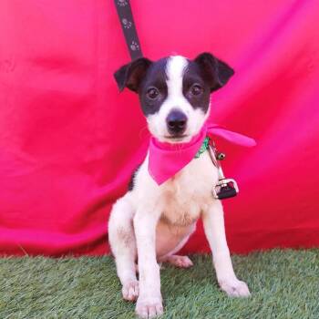 Winnie -  Rat Terrier and Chihuahua Dog for Adoption in San Diego, California - Winnie | PetCurious