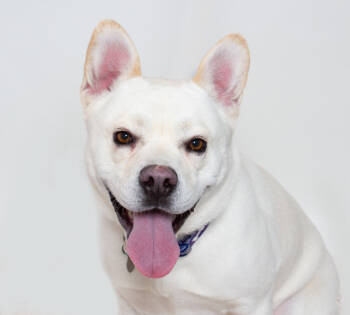 Rescue French Bulldog Dogs for Adoption in San Luis Obispo, California - Shane | PetCurious