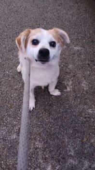 Beagle and Mixed Breed Dogs Available for Adoption - Duke | PetCurious