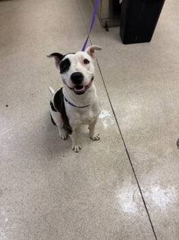 SPOTTIE -  Pit Bull Terrier Dog for Adoption in Riverside, California - SPOTTIE | PetCurious