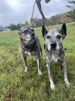 Rescue Mixed Breed Dogs for Adoption in Cooperstown, New York - Dakota & Cheyene | PetCurious