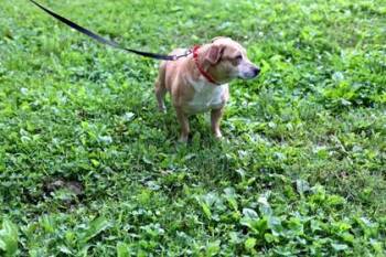 Ska -  Mixed Breed Dog for Adoption in West Chester, Pennsylvania - Ska | PetCurious