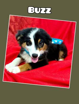 Buzz -  Australian Shepherd Dog for Adoption in East Sparta, Ohio - Buzz | PetCurious