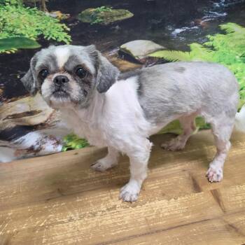 Poppy -  Shih Tzu Dog for Adoption in Normal, Illinois - Poppy | PetCurious
