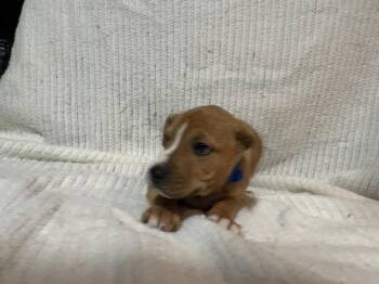 Boxer Dogs Available for Adoption in Naperville, Illinois - Honeyberry | PetCurious