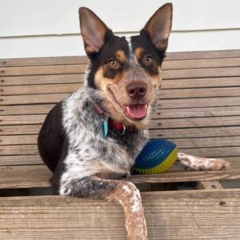 Honey Coco -  Australian Cattle Dog Blue Heeler Dog for Adoption in Fenton, Michigan - Honey Coco | PetCurious