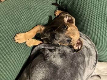 Rescue Chiweenie Dogs for Adoption in Garland, Texas - Andy | PetCurious