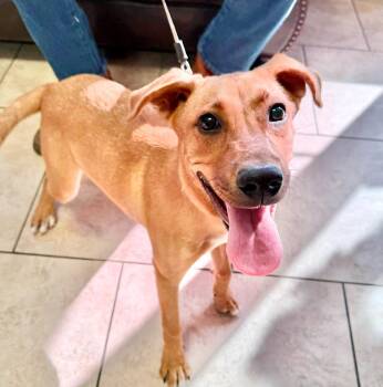 Rescue Labrador Retriever Dogs for Adoption in Austin, Texas - Hattie | PetCurious