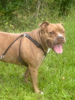 Rescue American Bulldog Dogs for Adoption in Tarrytown, Georgia - Davey | PetCurious