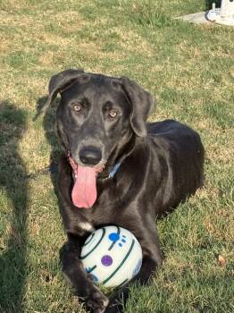 Rescue Labrador Retriever Dogs for Adoption in Broomfield, Colorado - Tenkrat/Ash | PetCurious