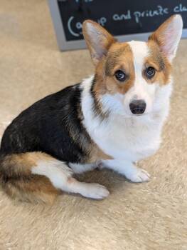 Bonnie -  Pembroke Welsh Corgi Dog for Adoption in Baton Rouge, Louisiana - Bonnie | PetCurious
