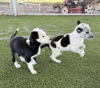 Australian Cattle Dog Blue Heeler Dogs Available for Adoption - Bolt And Flo | PetCurious