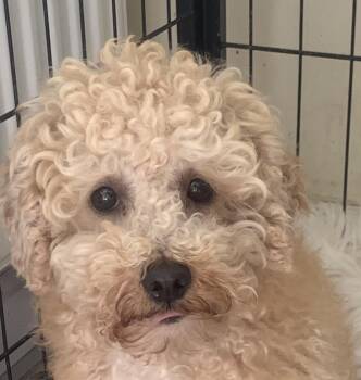 Miniature Poodle Dogs Available for Adoption in Danville, Vermont - Champ | PetCurious