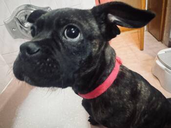 Pug and Boxer Dogs Available for Adoption - Nena  | PetCurious
