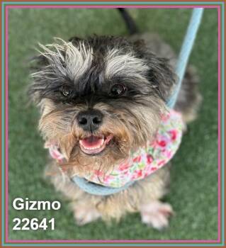 GIZMO -  Havanese and Poodle Dog for Adoption in Marietta, Georgia - GIZMO | PetCurious