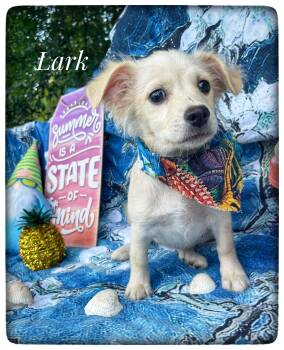 Lark -  Chiweenie Dog for Adoption in Sebring, Florida - Lark | PetCurious