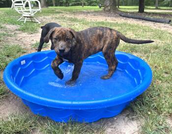 Dylan -  Mixed Breed Dog for Adoption in Nantucket, Massachusetts - Dylan | PetCurious