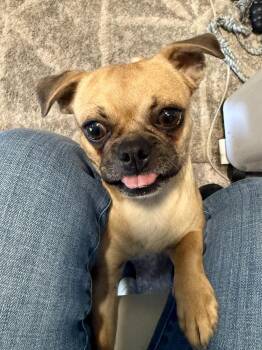 Scoobina -  Pug Dog for Adoption in Tucson, Arizona - Scoobina | PetCurious