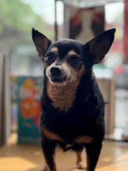 Rescue Chihuahua Dogs for Adoption in Chicago, Illinois - Bean | PetCurious