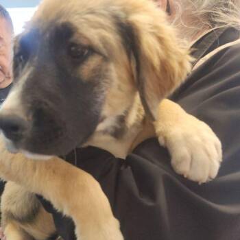 Clyde -  Shepherd Dog for Adoption in Kingman, Arizona - Clyde | PetCurious