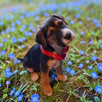 Chester -  Beagle and Terrier Dog for Adoption in San Diego, California - Chester | PetCurious