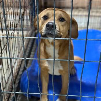 Pit Bull Terrier and Hound Dogs Available for Adoption - Thorn | PetCurious