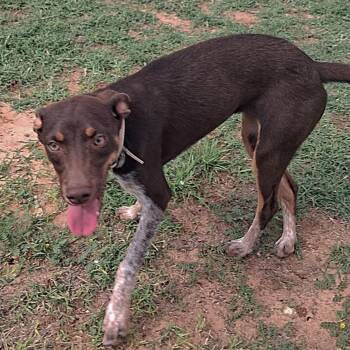 Francine -  Mixed Breed Dog for Adoption in Midland, Texas - Francine | PetCurious