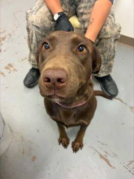 Lillian -  Chocolate Labrador Retriever Dog for Adoption in Fort Collins, Colorado - Lillian | PetCurious