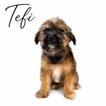 Tefi -  Mixed Breed and Shih Tzu Dog for Adoption in Sylvania, Georgia - Tefi | PetCurious