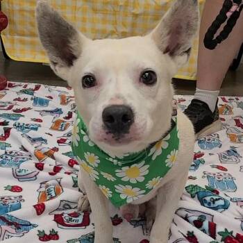 Andy -  Mixed Breed Dog for Adoption in Enterprise, Alabama - Andy | PetCurious