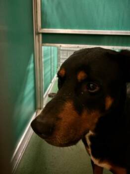 Mixed Breed Dogs Available for Adoption in West Palm Beach, Florida - GEORGE | PetCurious