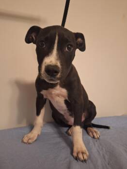 Peggy Sue -  Border Collie Dog for Adoption in Melbourne, Arkansas - Peggy Sue | PetCurious