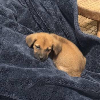Bitters -  German Shepherd Dog Dog for Adoption in Folkston, Georgia - Bitters | PetCurious