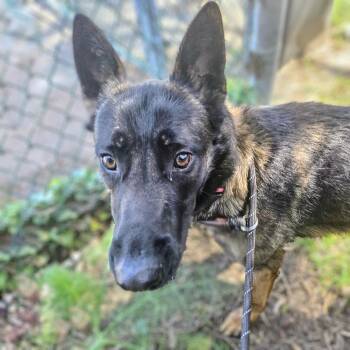Belgian Shepherd Malinois Dogs Available for Adoption in Oakland, California - Roadie | PetCurious