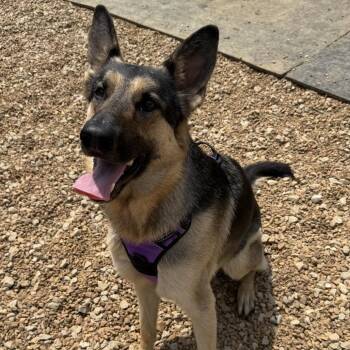 German Shepherd Dog Dogs Available for Adoption in Duck River, Tennessee - Ziva | PetCurious