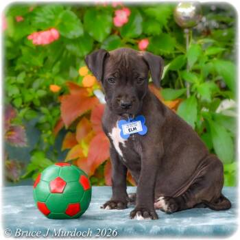 Elm -  Labrador Retriever Dog for Adoption in Wake Forest, North Carolina - Elm | PetCurious