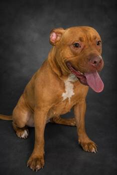 ELLA -  American Bulldog and Mixed Breed Dog for Adoption in Winter Haven, Florida - ELLA | PetCurious