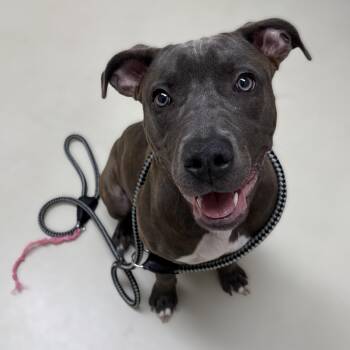 Canela- 52360 -  Pit Bull Terrier Dog for Adoption in Columbia, Maryland - Canela- 52360 | PetCurious