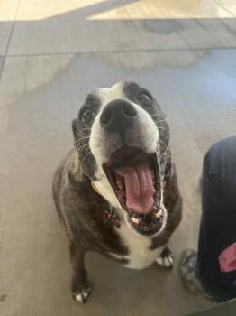 Rescue Pit Bull Terrier and Boxer Dogs for Adoption - Sophie | PetCurious