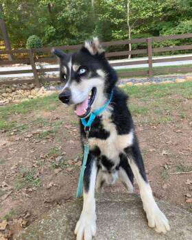 Rescue Siberian Husky Dogs for Adoption in Cumming, Georgia - Kibah | PetCurious