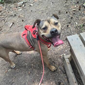 Clover -  Mixed Breed Dog for Adoption in Walker, Michigan - Clover | PetCurious