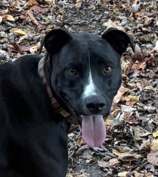 Black Labrador Retriever Dogs Available for Adoption in Wyandotte, Michigan - Henry | PetCurious