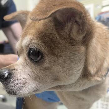 Kimiko -  Mixed Breed Dog for Adoption in Philadelphia, Pennsylvania - Kimiko | PetCurious