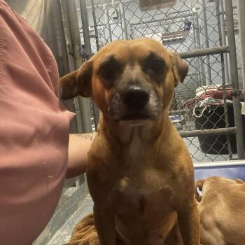 Chihuahua Dogs Available for Adoption in Washington, District Of Columbia - Snickers | PetCurious